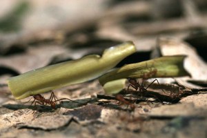 sm 08 3030 leaf-cutter ants